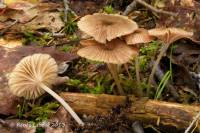 Image of Entoloma watsonii