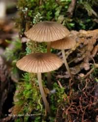 Entoloma watsonii image