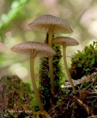 Entoloma watsonii image