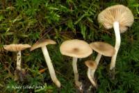 Image of Entoloma murinum