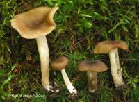 Entoloma murinum image