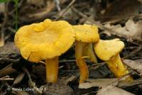 Cantharellus chicagoensis image