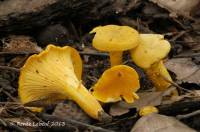 Cantharellus chicagoensis image