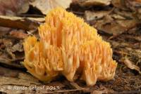 Ramaria formosa var. formosa image