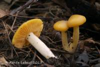 Entoloma flavifolium image