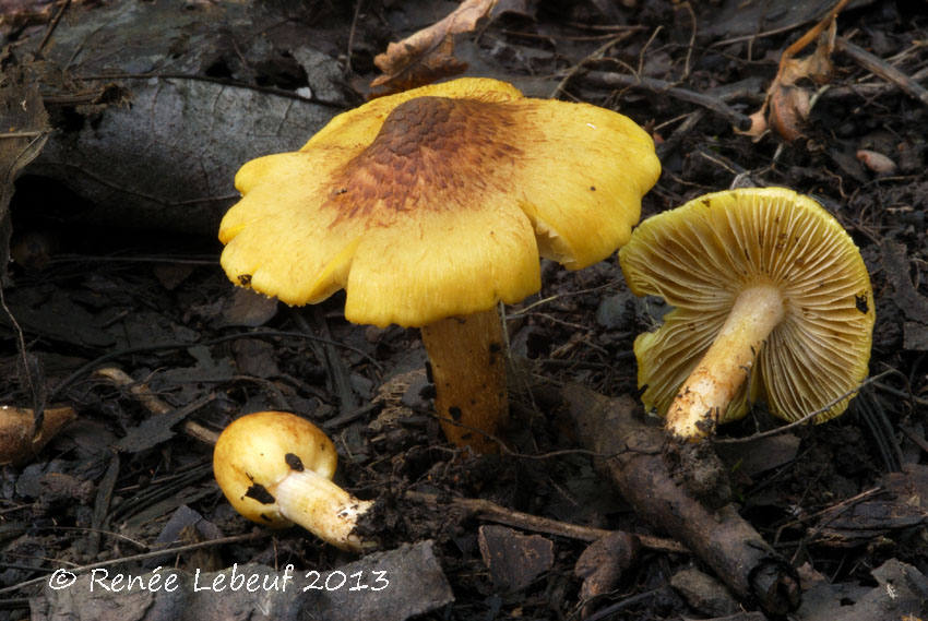 Inocybe squamata image