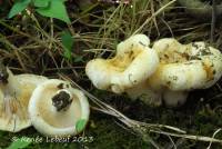 Lactarius zonarius var. riparius image