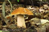 Boletus atkinsonii image