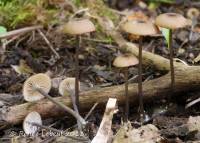 Entoloma lividocyanulum image