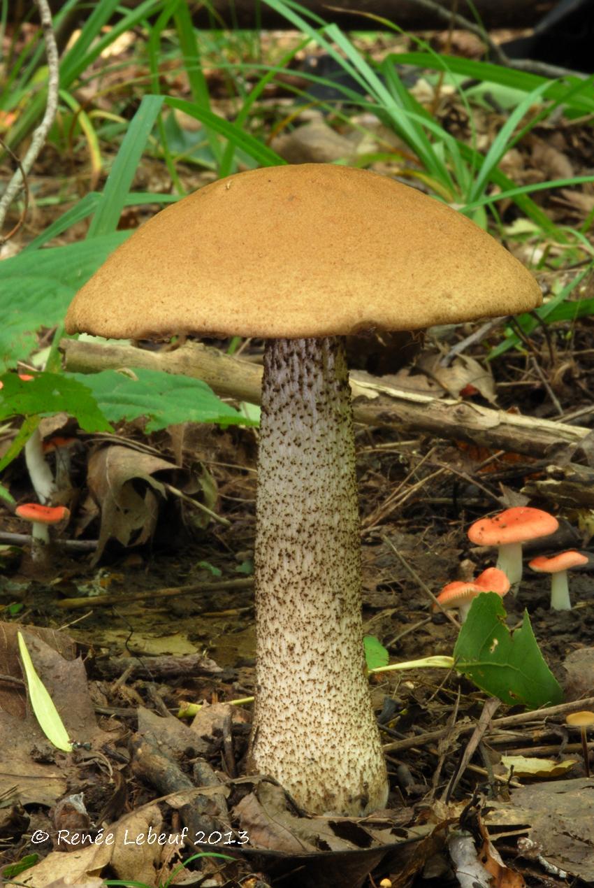 Leccinum aurantiacum image