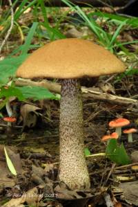 Image of Boletus aurantiacus