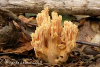 Ramaria formosa image