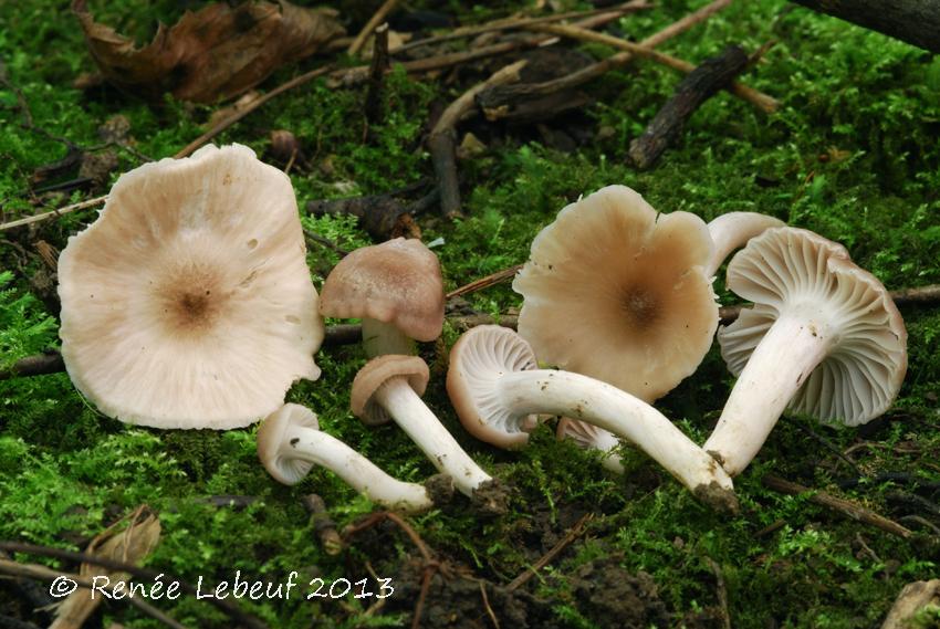 Hygrocybe roseascens image