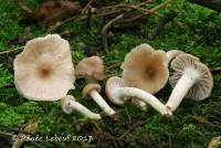 Hygrocybe roseascens image