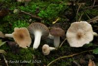 Hygrocybe roseascens image