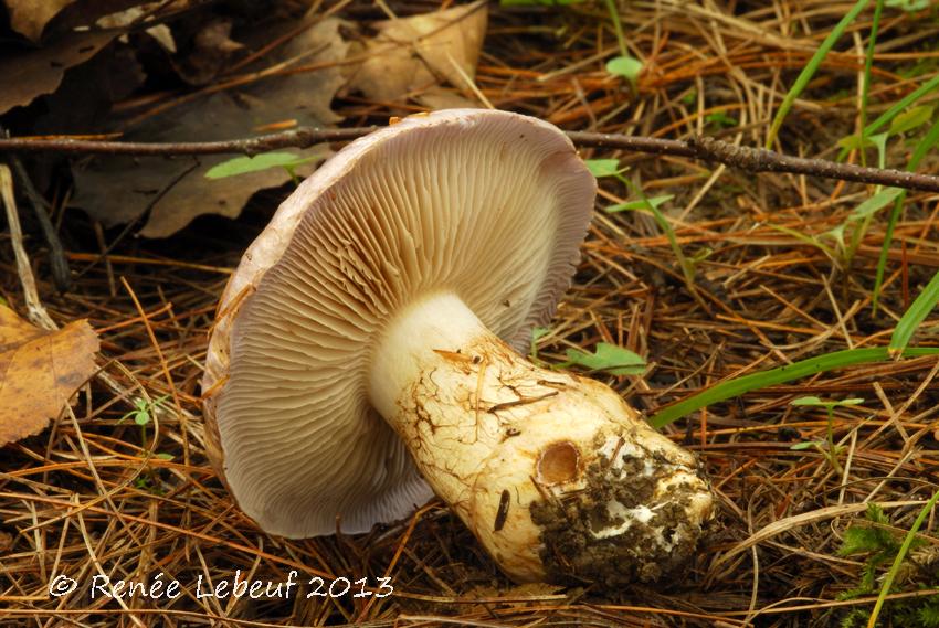 Cortinarius balteatocumatilis var. laetus image