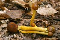 Elaphocordyceps longisegmentis image