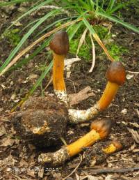 Elaphocordyceps capitata image