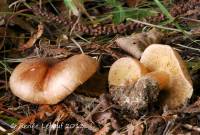 Tricholoma fulvum image