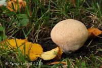 Lycoperdon molle image