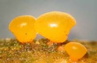 Dacrymyces capitatus image