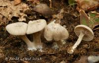 Entoloma albogriseum image