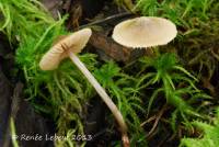 Entoloma araneosum image