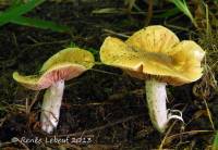 Entoloma burlinghamiae image