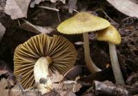 Entoloma flavoviride image