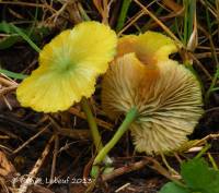 Entoloma incanum image