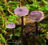 Entoloma chytrophilum image