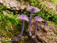 Entoloma chytrophilum image