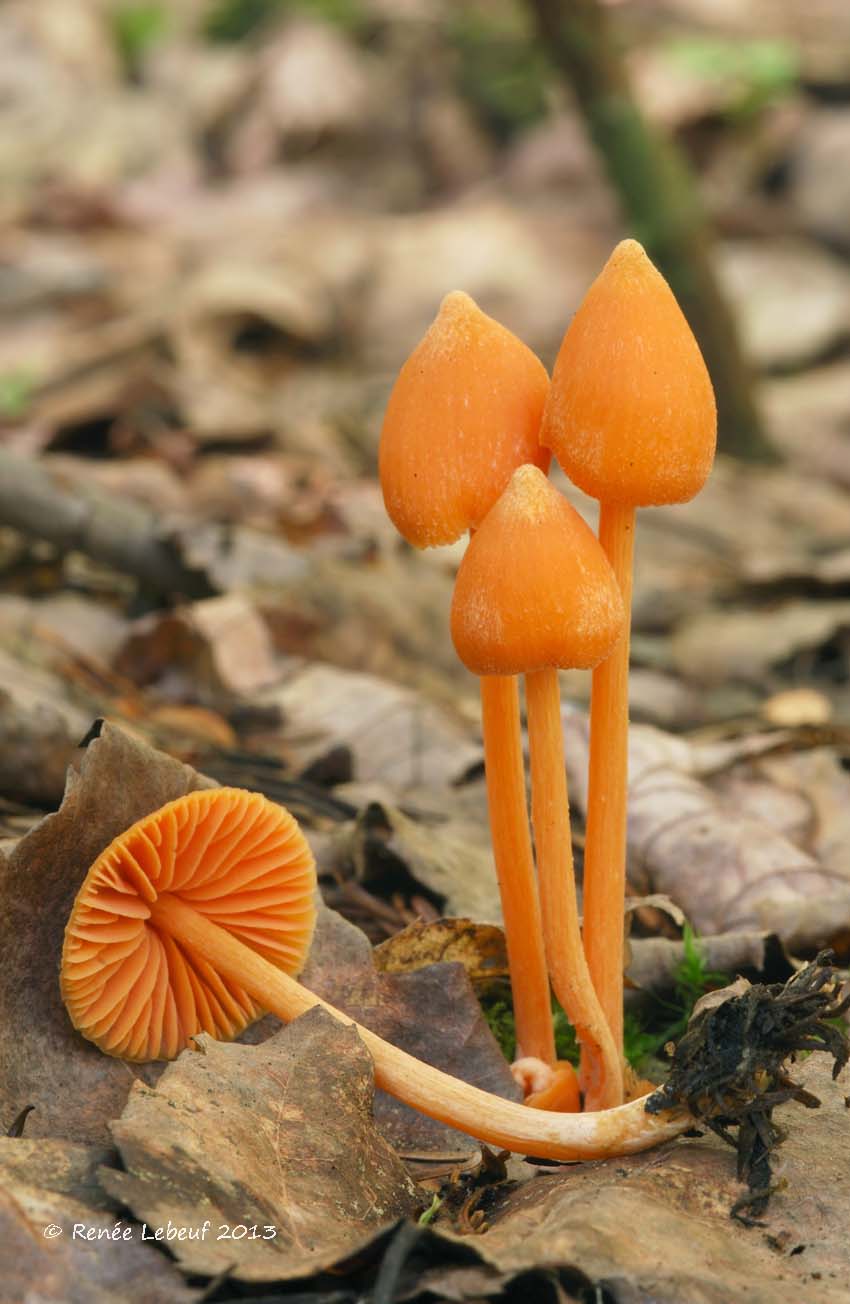 Entoloma quadratum image