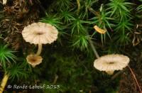 Entoloma watsonii image