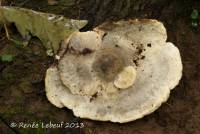 Fomitopsis spraguei image