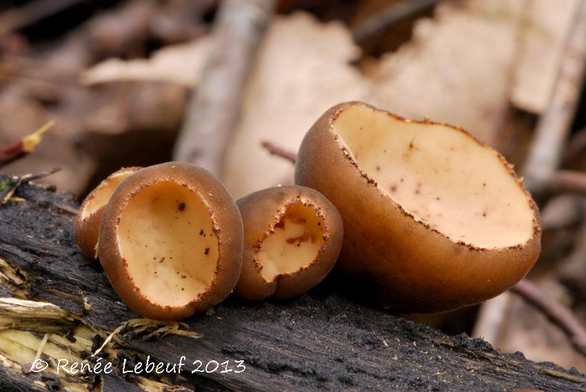 Sarcosomataceae image