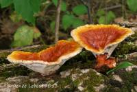 Image of Ganoderma resinaceum