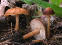 Collybia brunneola image