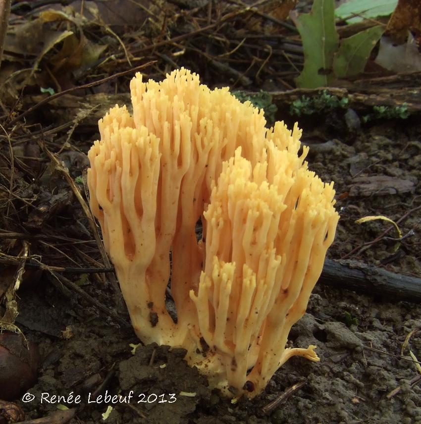 Ramaria flavigelatinosa var. flavigelatinosa image