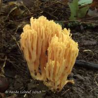 Ramaria flavigelatinosa image