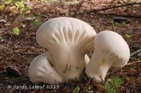 Lycoperdon excipuliforme image