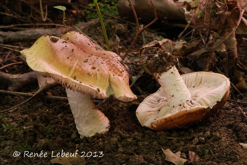 Hebeloma albomarginatum image