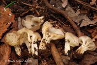 Helvella costifera image