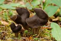 Helvella lacunosa image