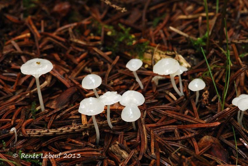 Hemimycena lactea image