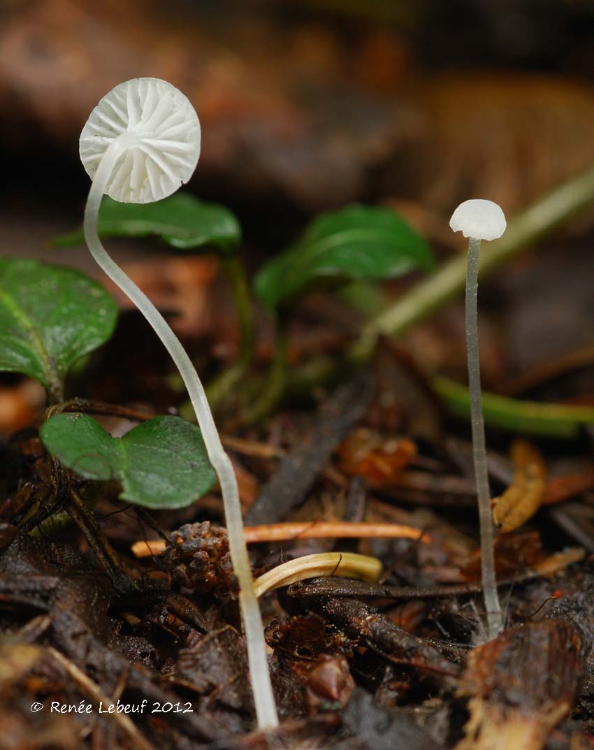 Hemimycena gracilis image