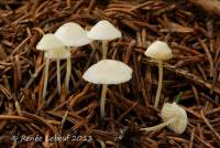 Hemimycena pseudolactea image