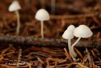 Hemimycena pseudolactea image