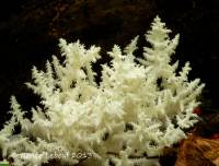 Hericium coralloides image