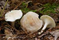 Hygrocybe borealis image